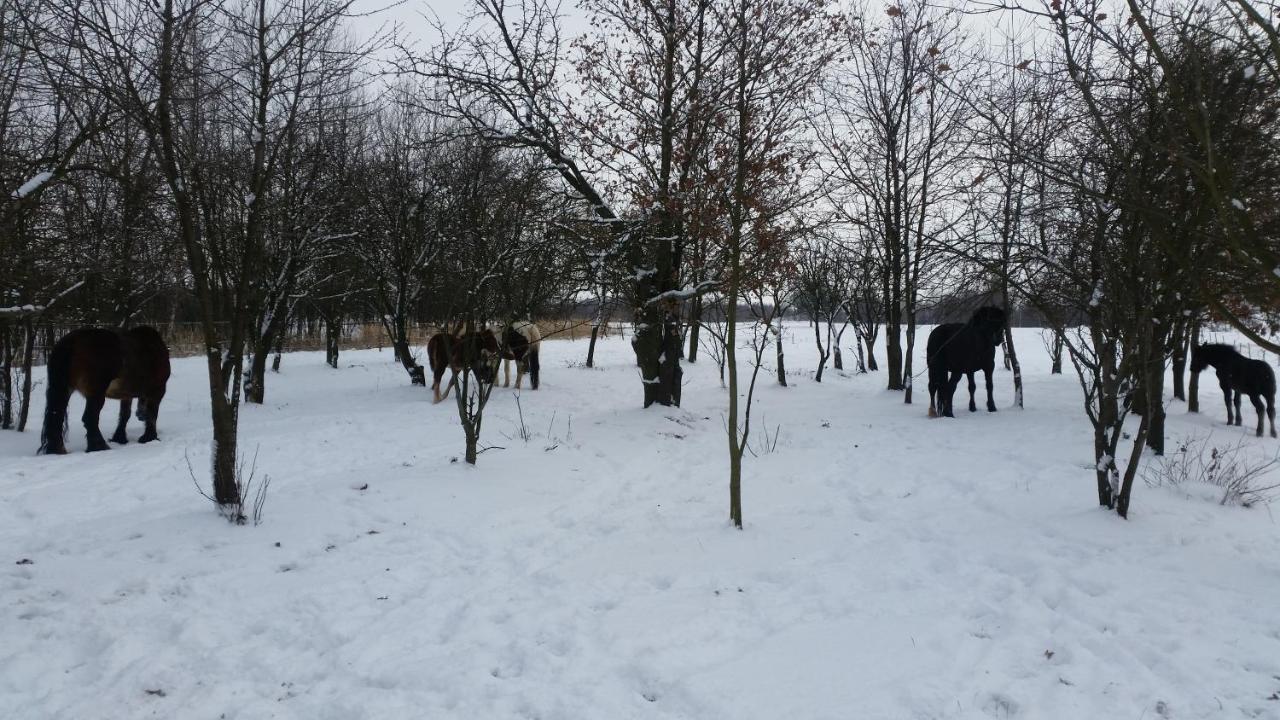 Agroturystka Stylowy Nad Stajnia Krajno-Zagorze