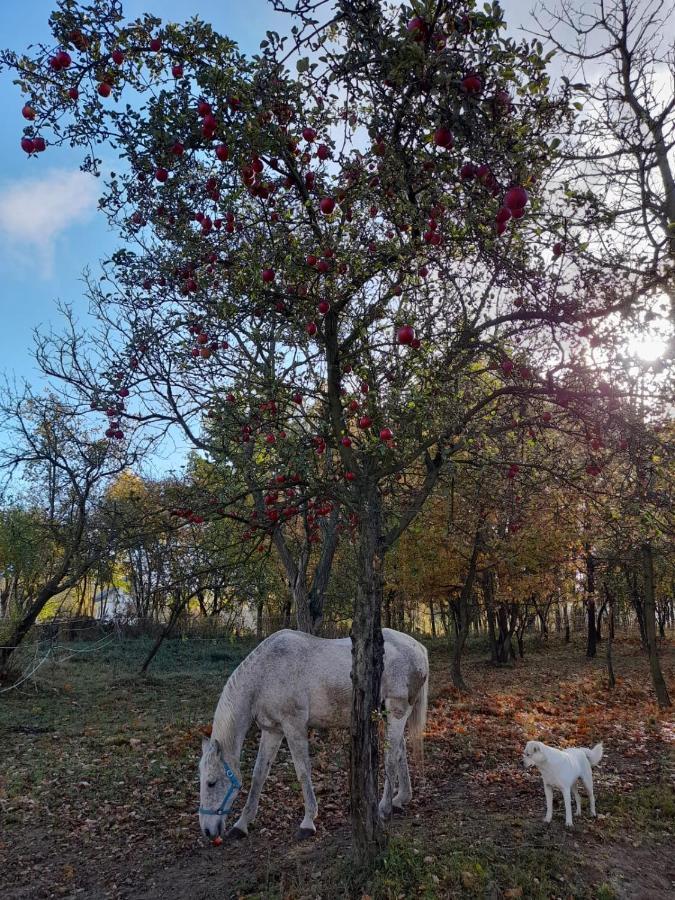 Agroturystka Stylowy Nad Stajnia